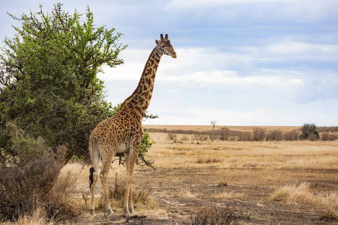 A 6 Day Kenya Budget Safari Package & Offer from Nairobi