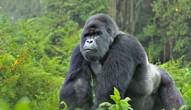 Explore Uganda's Top 5 destination
