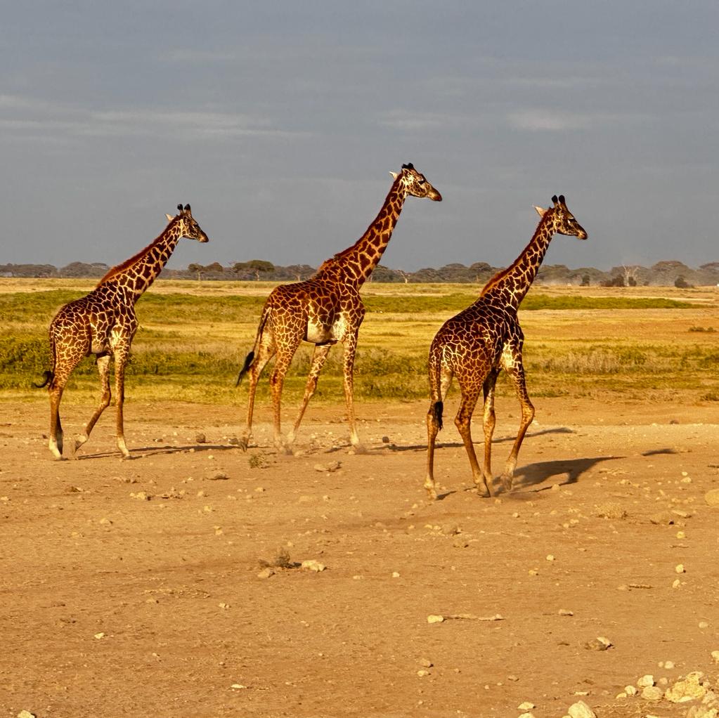 11 Days wildlife Safari/tour in Kenya: Nairobi, Samburu, Solio, Nakuru, Mara, Naivasha, Amboseli, Nairobi