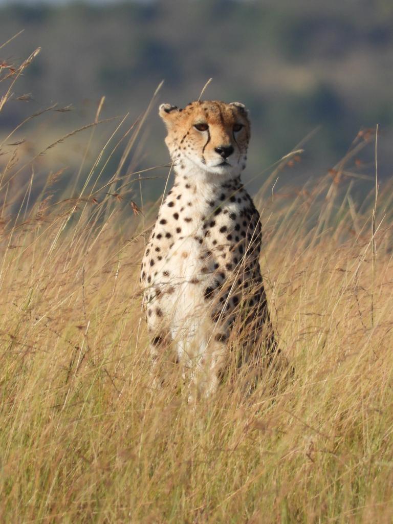 6 Days Wildlife Safari/Tour in Kenya; Nairobi, Amboseli, Tsavo West, Tsavo East Game Parks, Mombasa