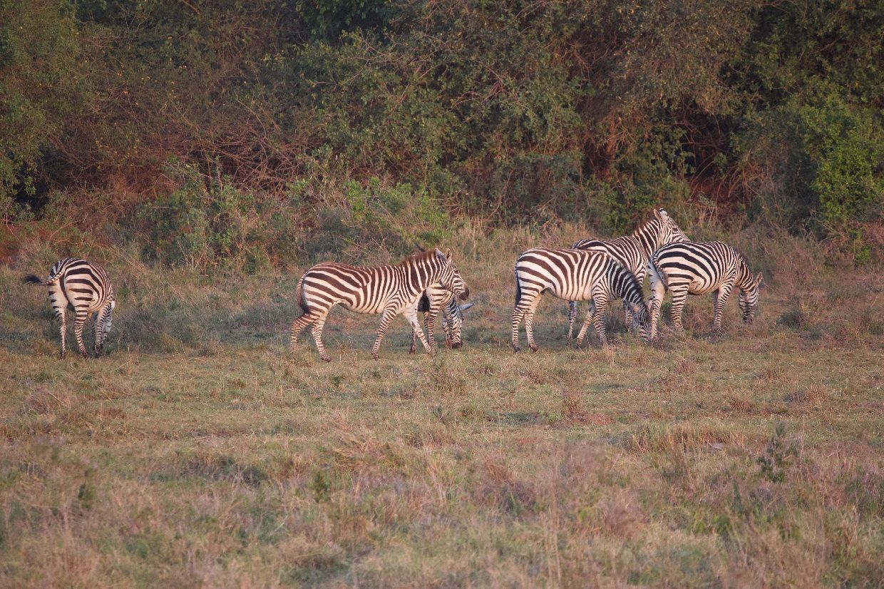 12 Days Memorable Safari; Nairobi/Lake Nakuru/Maasai Mara/Naivasha/Amboseli/Tsavo West/Mombasa