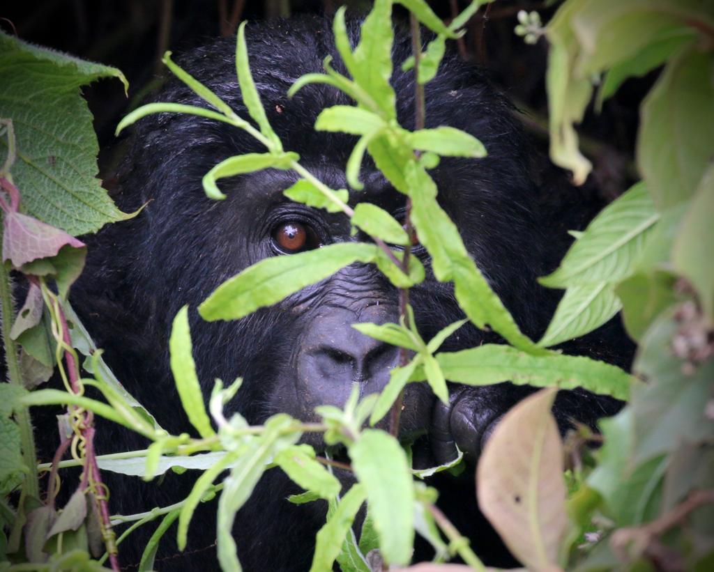 A 4-day Mountain Gorilla trek in Rwanda