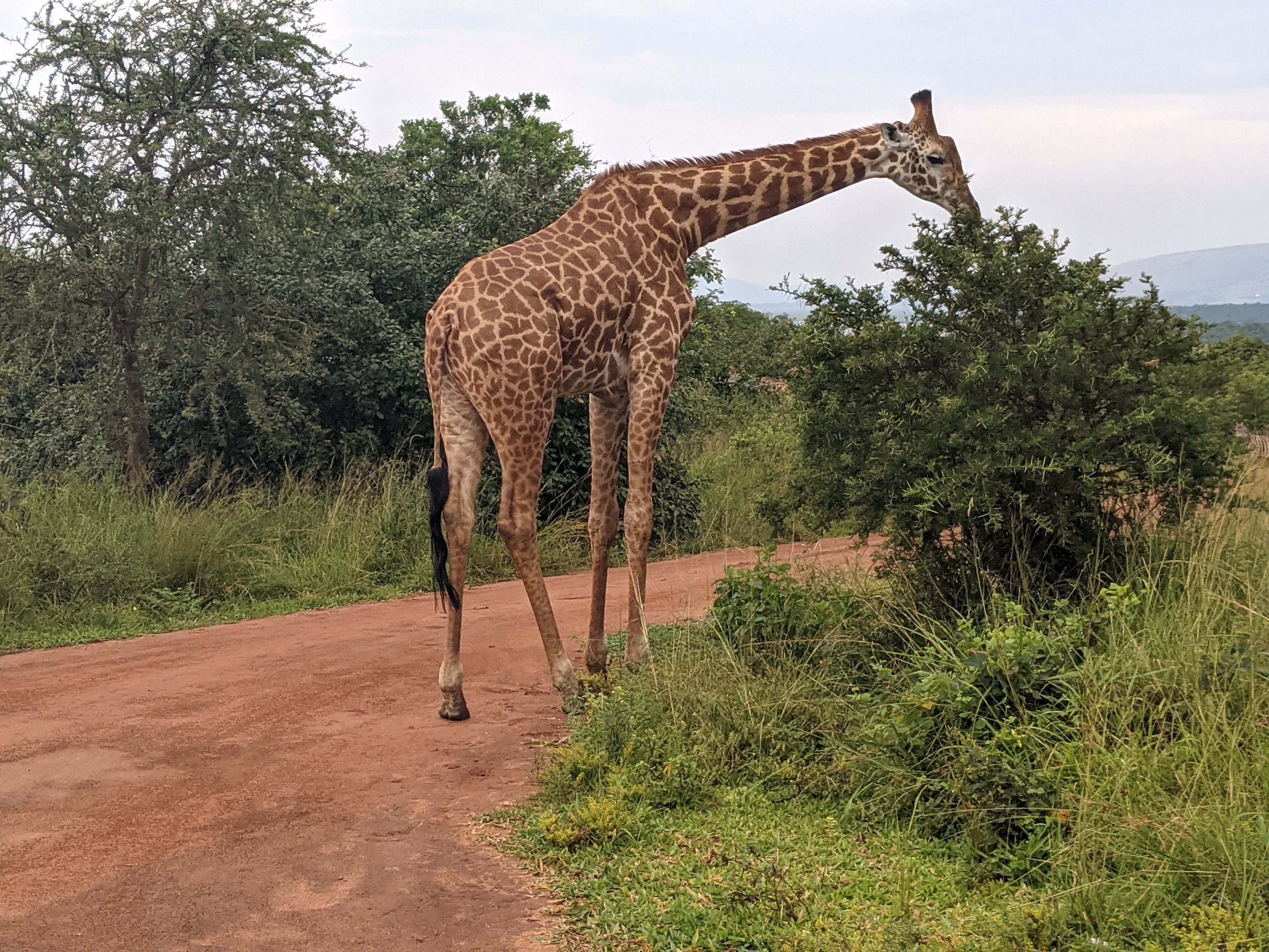 One-day Akagera National Park full game drive