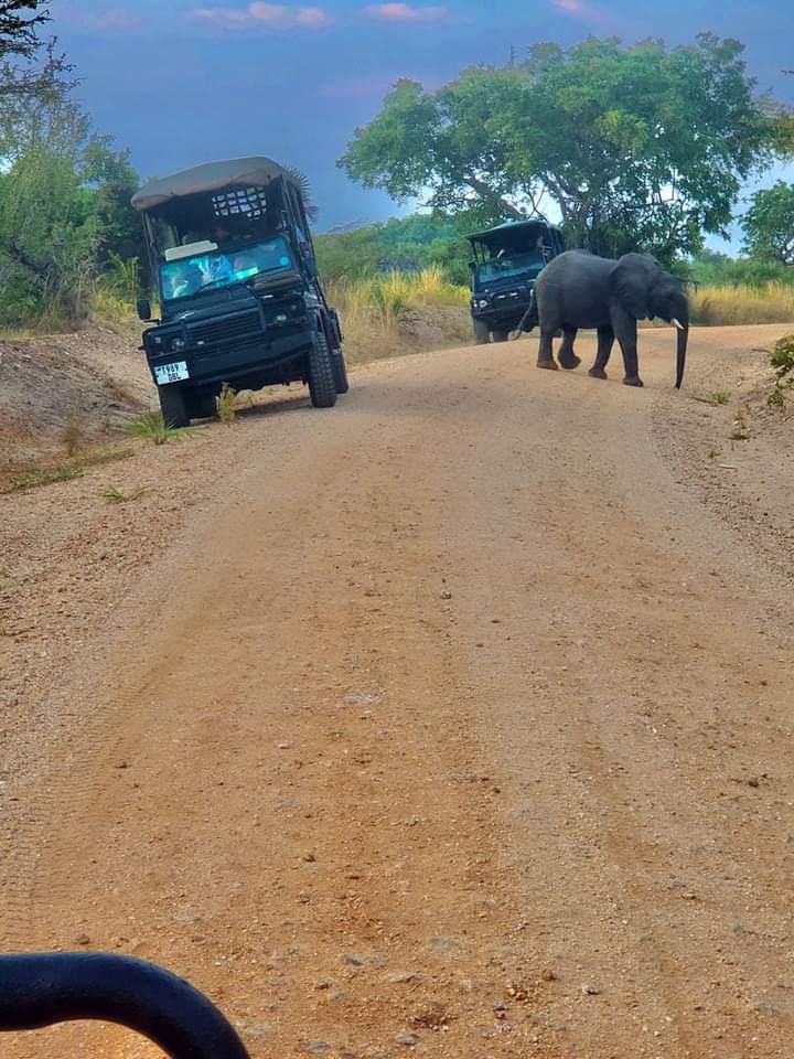 2 Days Safari to Mikumi national park from Dar es Salaam