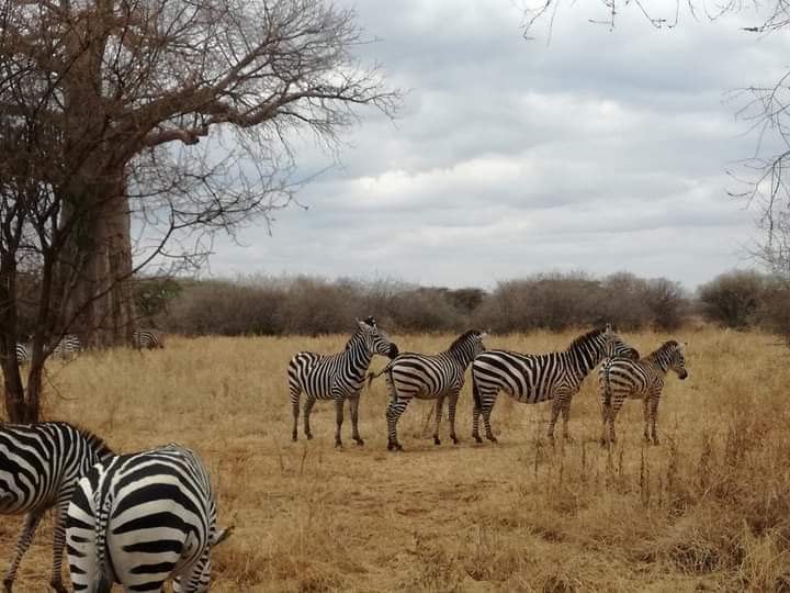 4 Days Safari to Ruaha national park from Dar es Salaam
