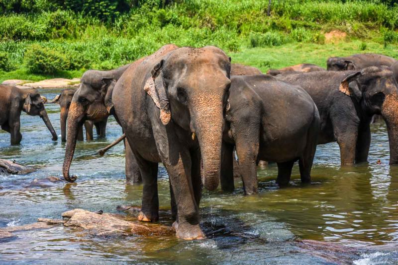 Kandy Day Tour from Colombo
