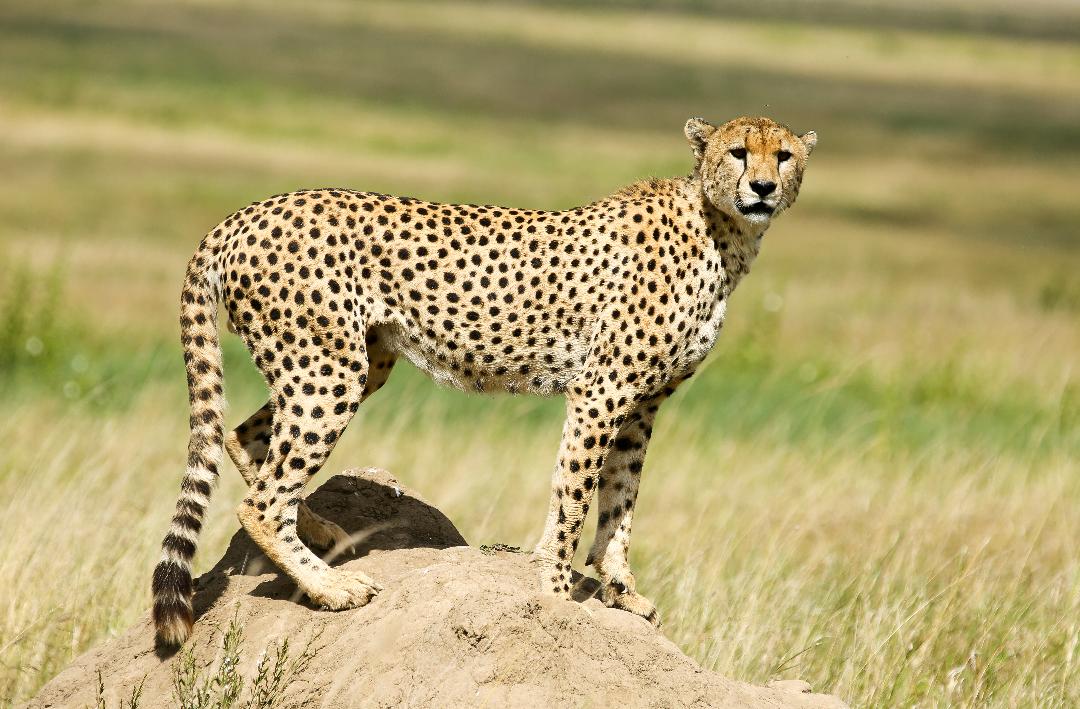 4 Days Northern Tanzania Safari