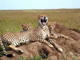7 Day Private Tour to Serengeti Wildebeest Migration