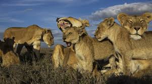 6 Days Private Big 5 Mid Range Tour in Tanzania