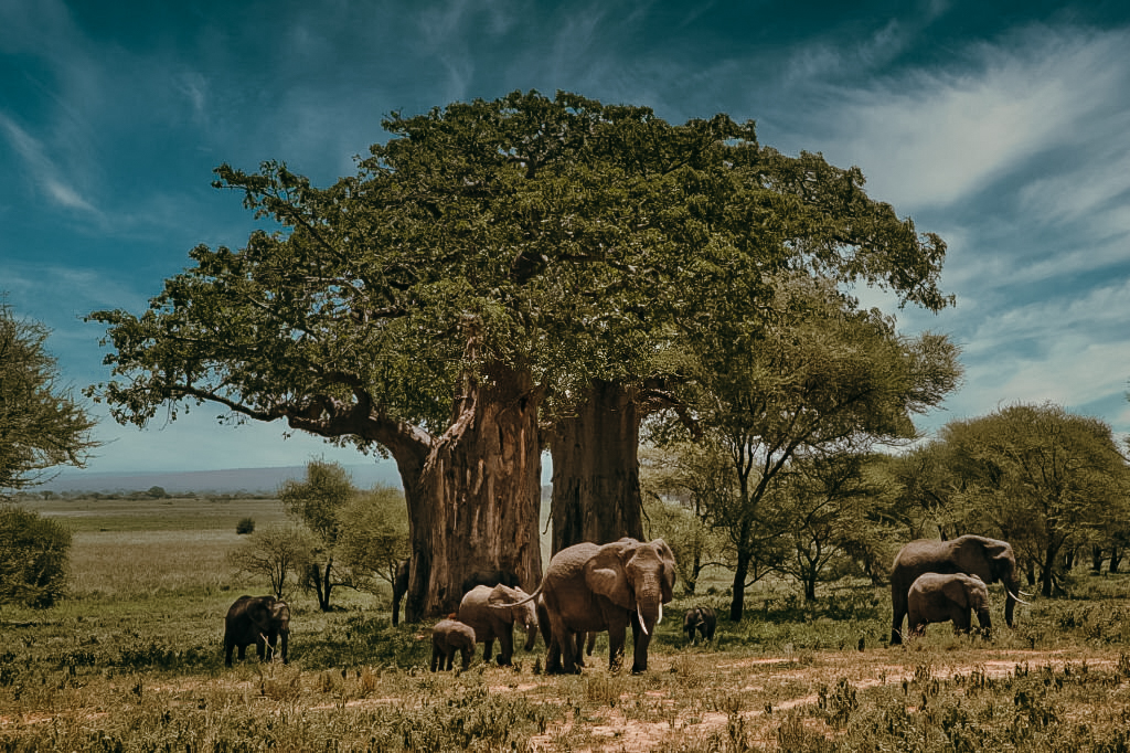 2-Day Safari: Tarangire and Ngorongoro Exploration
