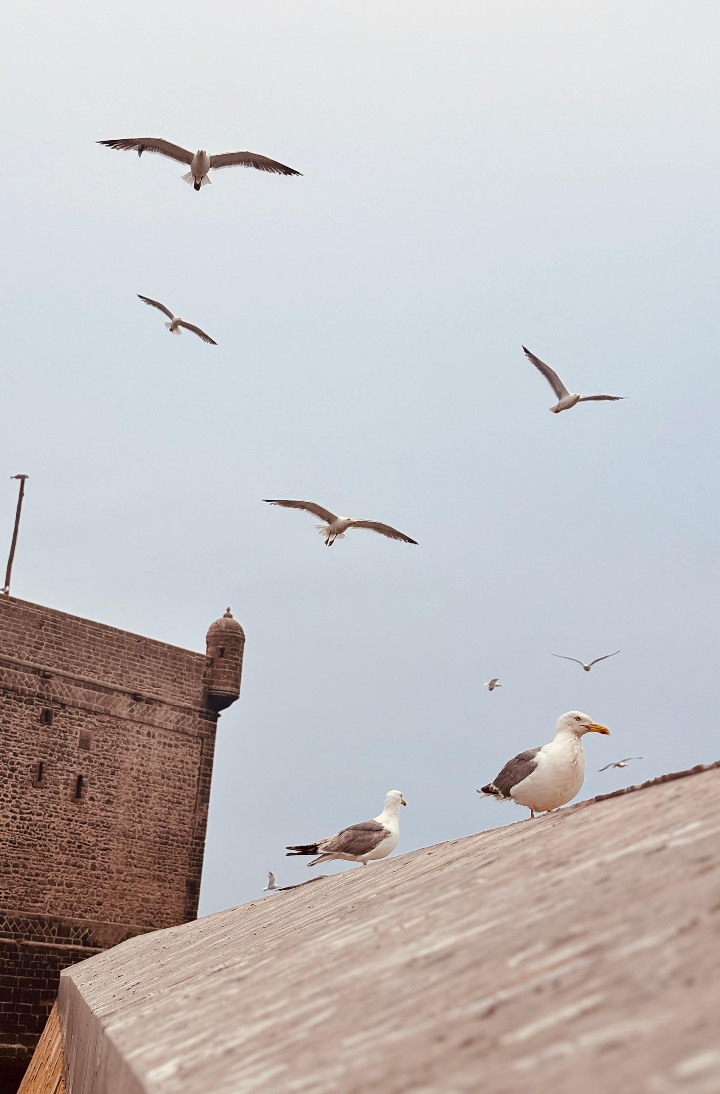 Experience the best of Morocco on our 7-days Tangier back to Tangier