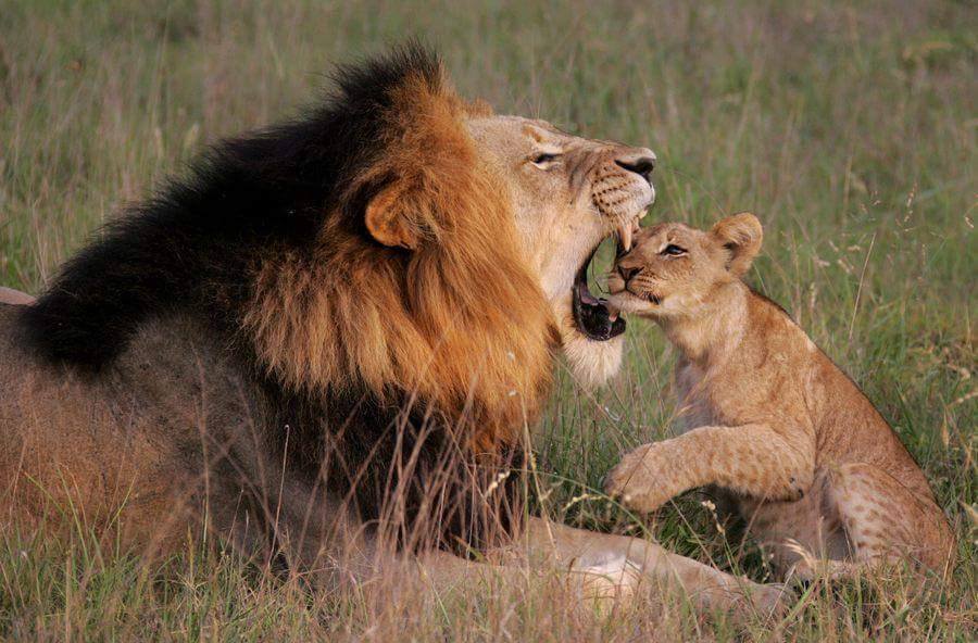 5 Days Safari, Tarangire National Park, Serengeti plain, Ngorongoro Crater
