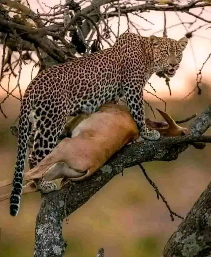 6-Day Tanzania Safari