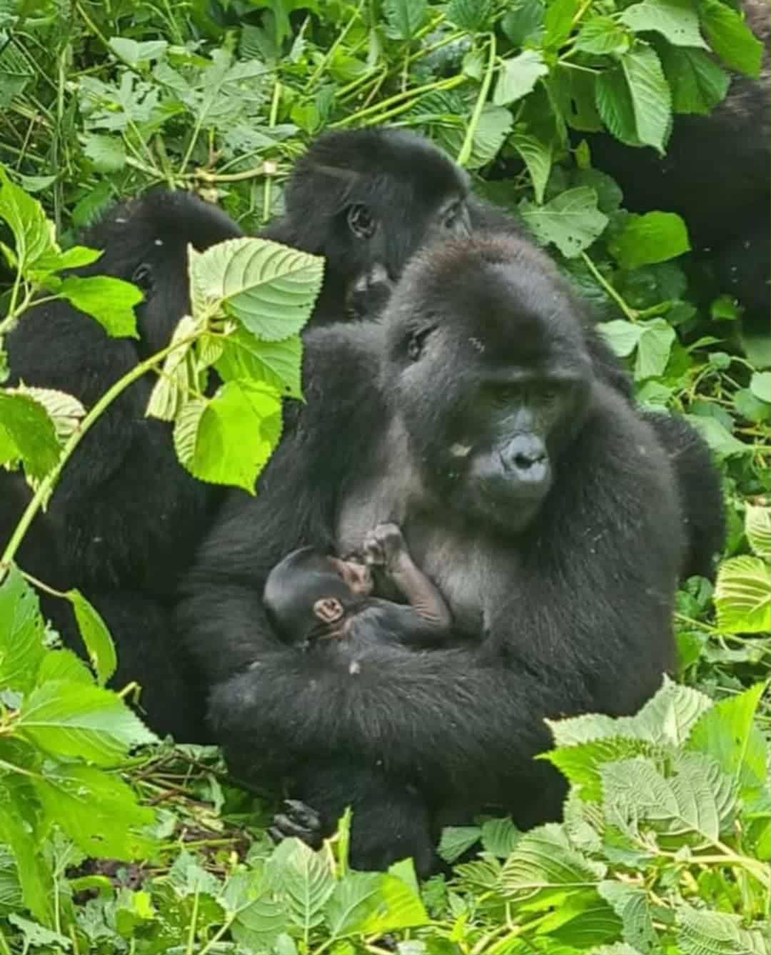 6 days Primate trip to Uganda