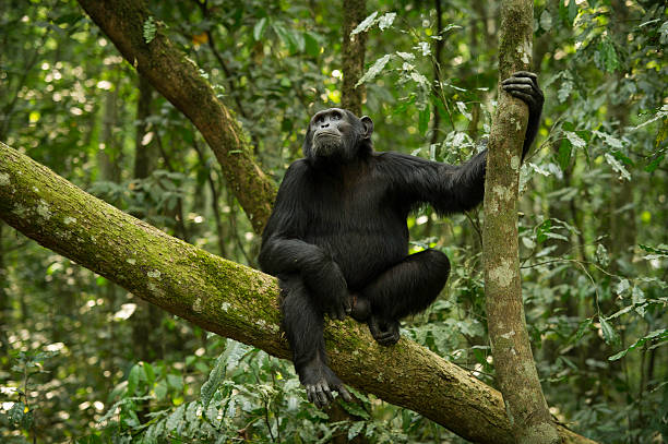 11 Days Best of Uganda safari