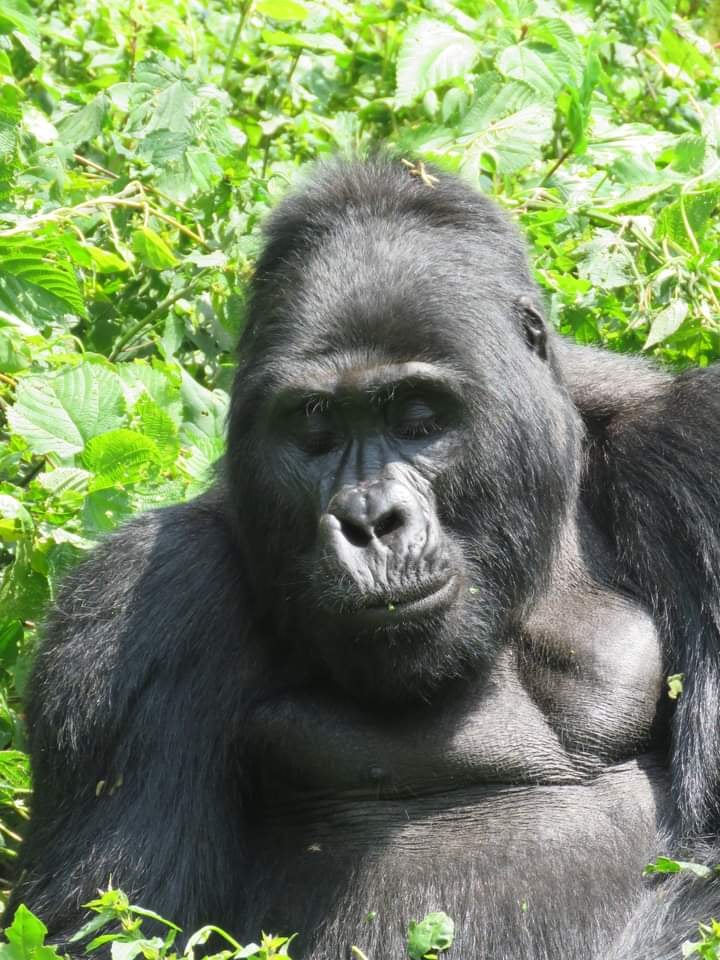 3 Days Gorilla Tracking in Bwindi impenetrable national Park