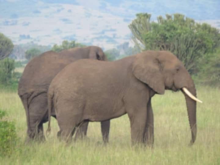 6 Days chimpanzee tracking in Kibale national park, Gorilla tracking in Bwindi impenetrable natinal Park and wildlife in Queen Elizabeth national Park