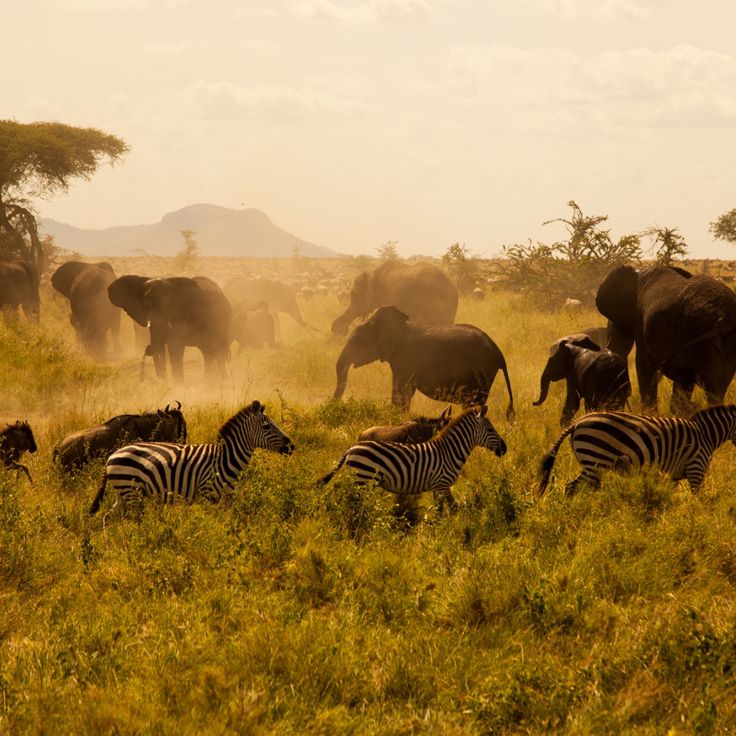 Exclusive 4-Day Serengeti Migration Safari