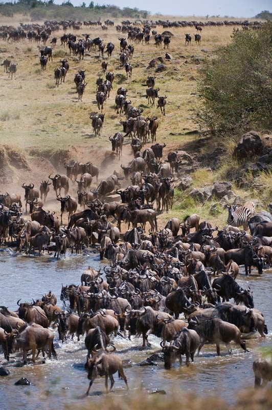 3-Day Masai Mara Migration Safari