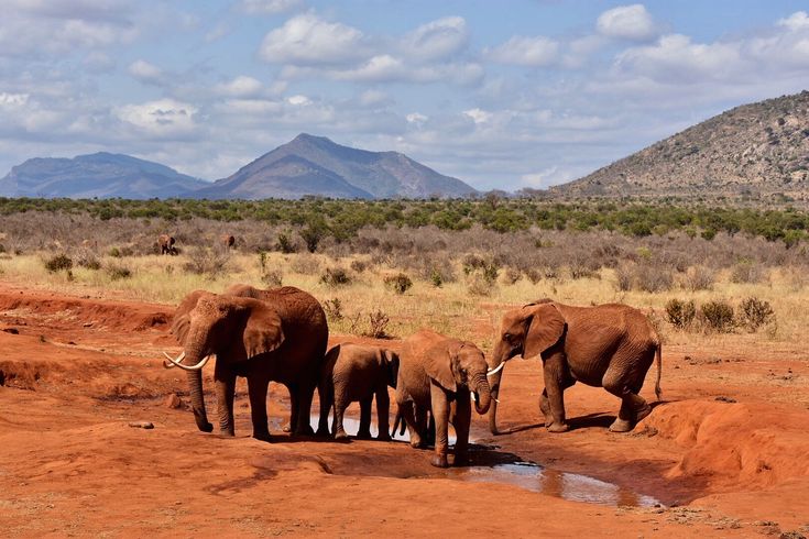 4-Day Amboseli, Tsavo West & Tsavo East Safari