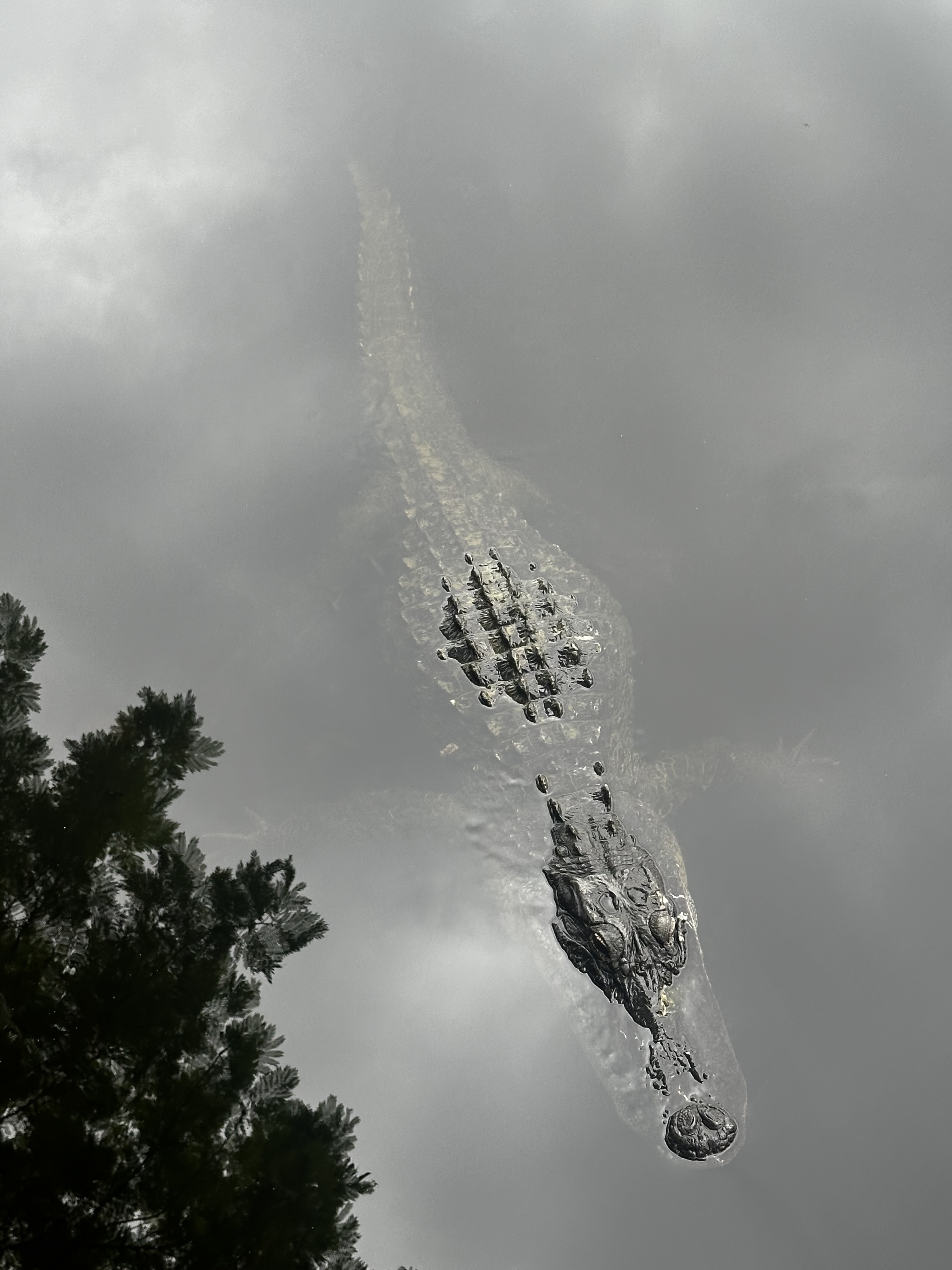 Everglades Tour with Transportation from Miami